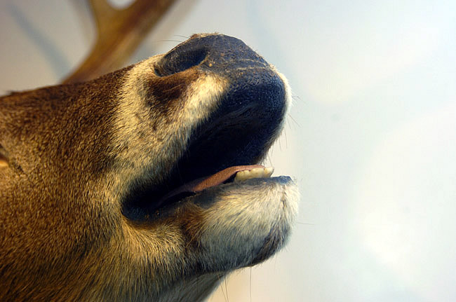 mounted deer head